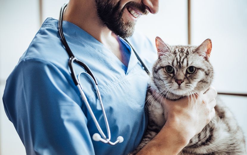 Desparasitantes para gatos Desparasitantes para gatos